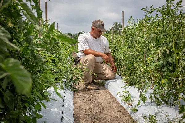 Farmer tending to tomatoes