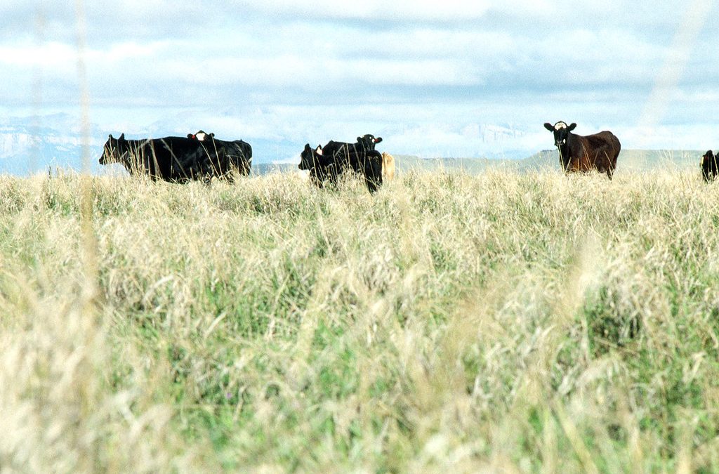 Pasture-Raised Beef is a Climate Change Solution